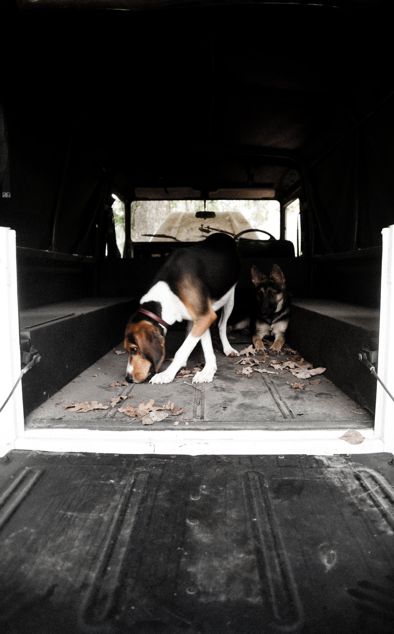 Pet - Sturdy Brothers